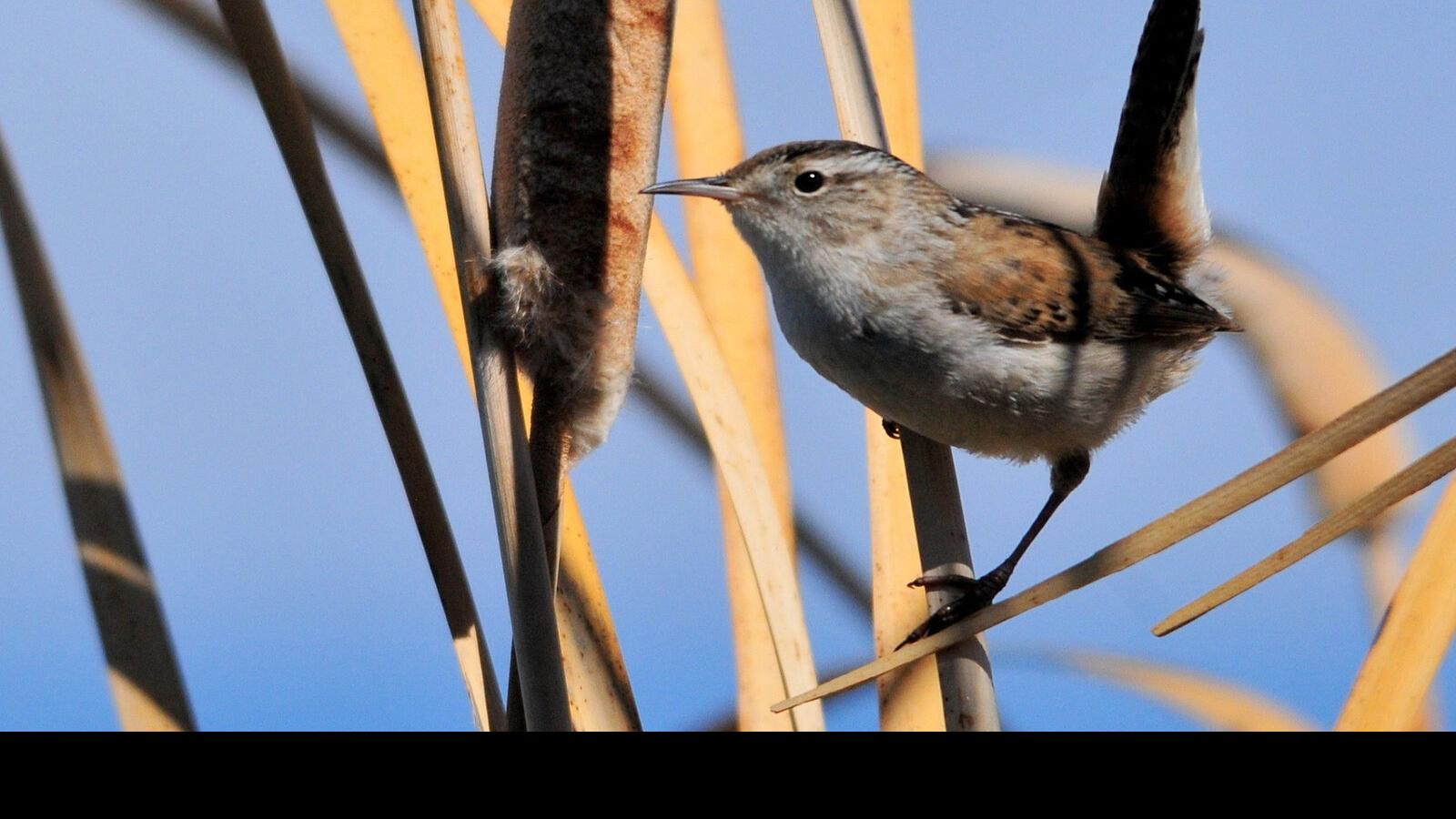 For The Birds Marsh Wren Visit Offers Migratory Surprise Local News Mcdowellnews Com