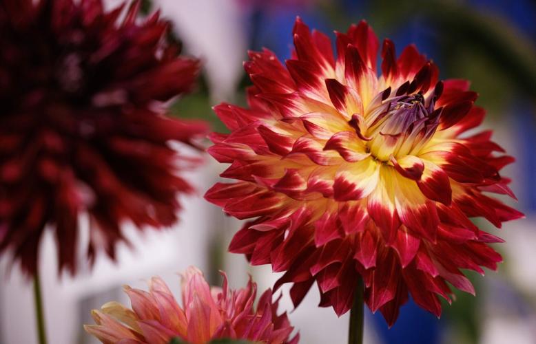 Jimmy Speas Fair Flower Exhibitor