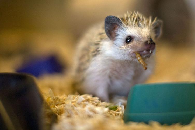 20170202g_nws_GroundhogDay