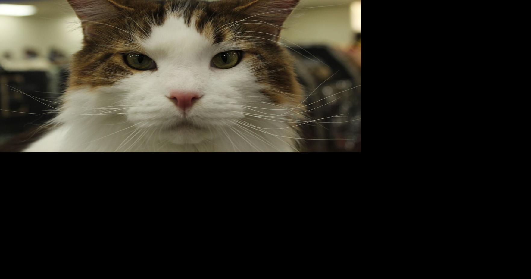 Marietta Becomes The Cat's Meow For Feline Show | Local News ...