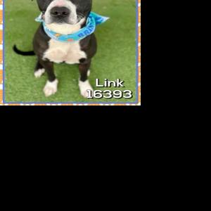 Meet Link: Pet of the Day | Pets | mdjonline.com