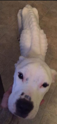 pix Nelson The Bull Terrier Edits woman sentenced in smyrna animal abuse