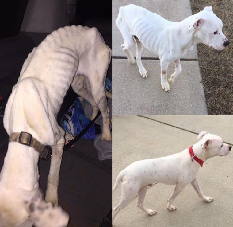 Woman Sentenced In Smyrna Animal Abuse Case News Mdjonline Com