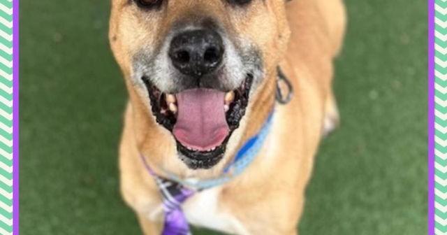 Meet Maximos: Pet of the Day