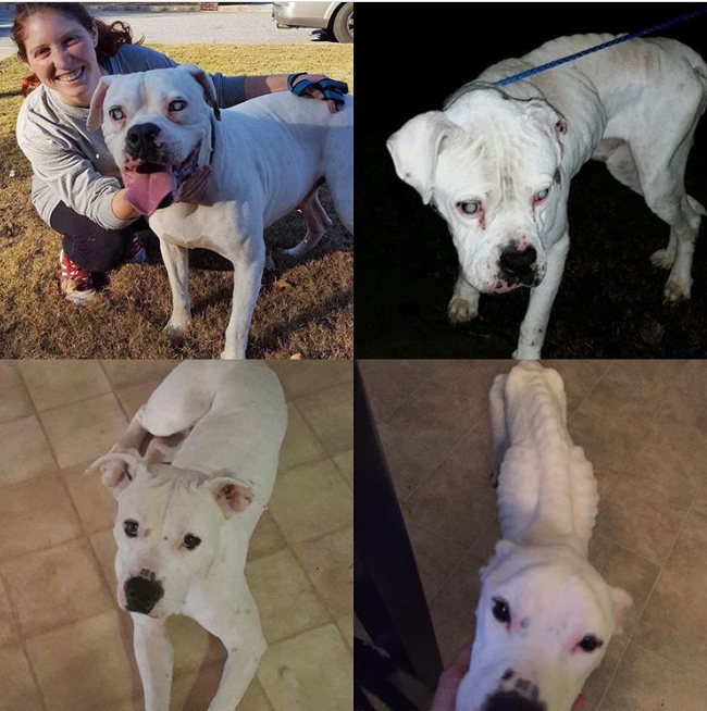 Woman Sentenced In Smyrna Animal Abuse Case News Mdjonline Com