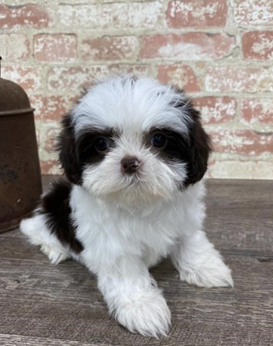 shih tzu puppies for adoption