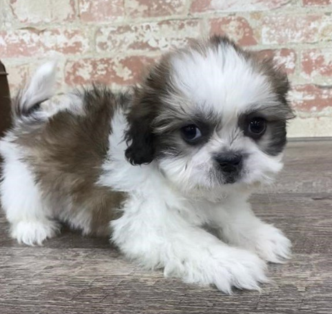 shih tzu petland kennesaw mdjonline