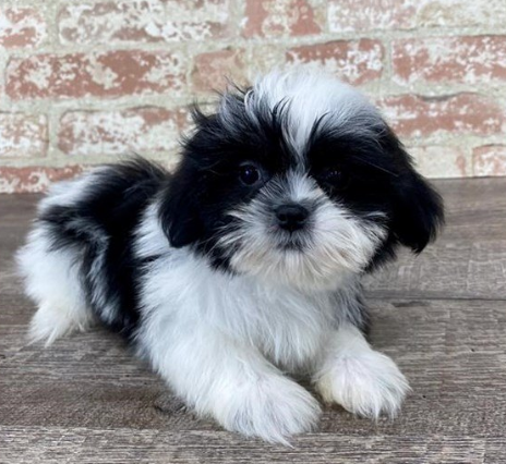 shih tzu puppies for adoption