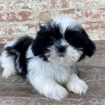 Parkway shih cheap tzu