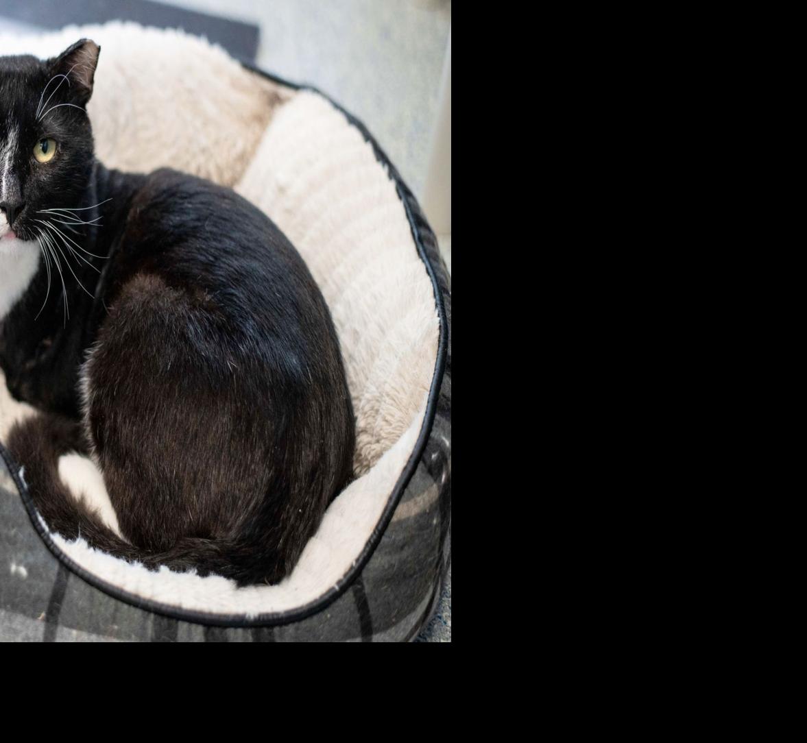 Pet Adoption Spotlight Sage Neighbornewsonline Com Suburban