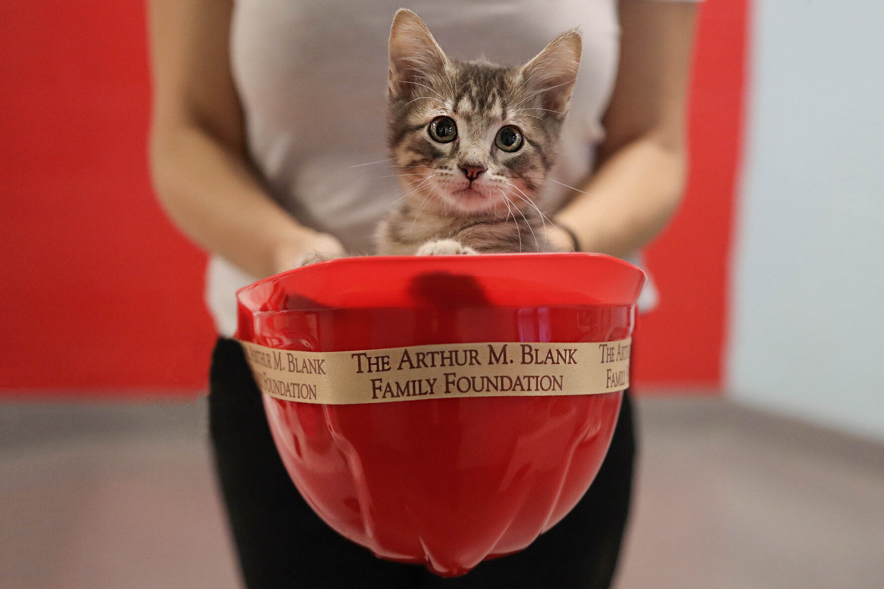 Atlanta humane society store cats