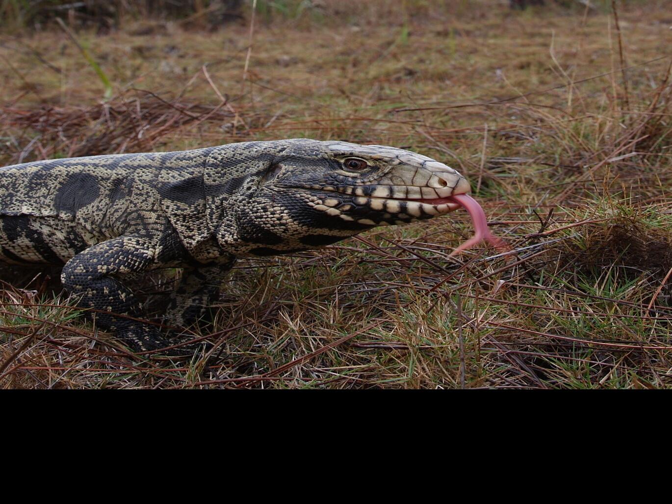 Wild animal rules approved, department of natural resources ...