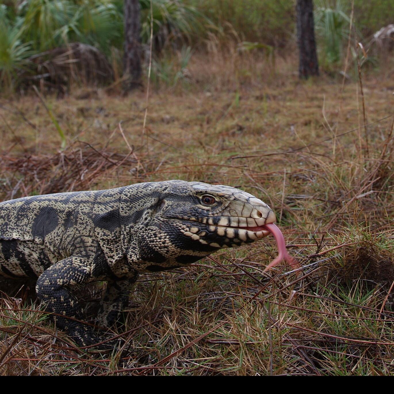 Wild animal rules approved, department of natural resources ...