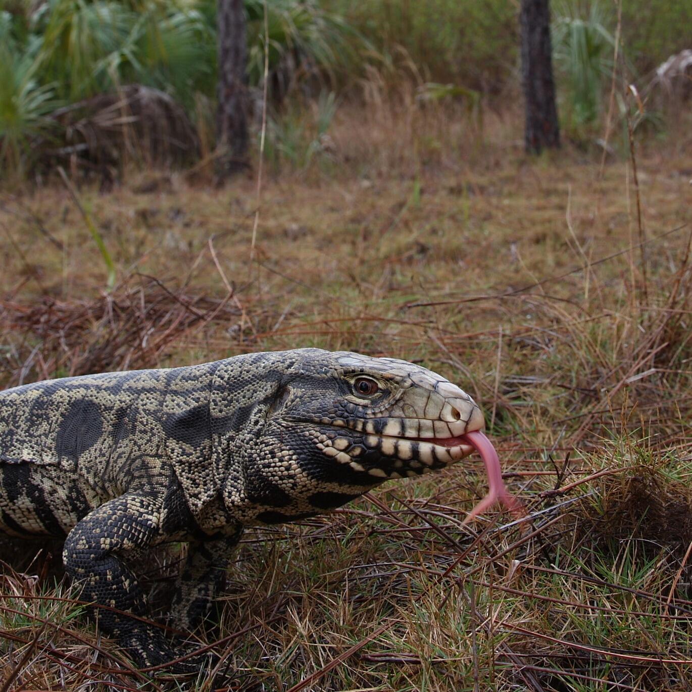 Wild animal rules approved, department of natural resources ...
