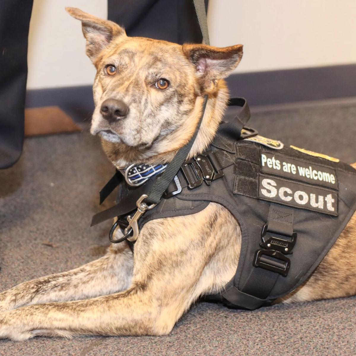 Atlanta Police Department expands emotional support dog unit | Community |  