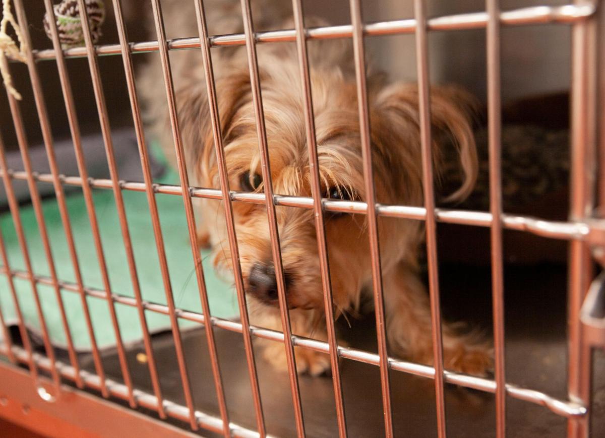 Cobb animal shelter has reopened | News | mdjonline.com