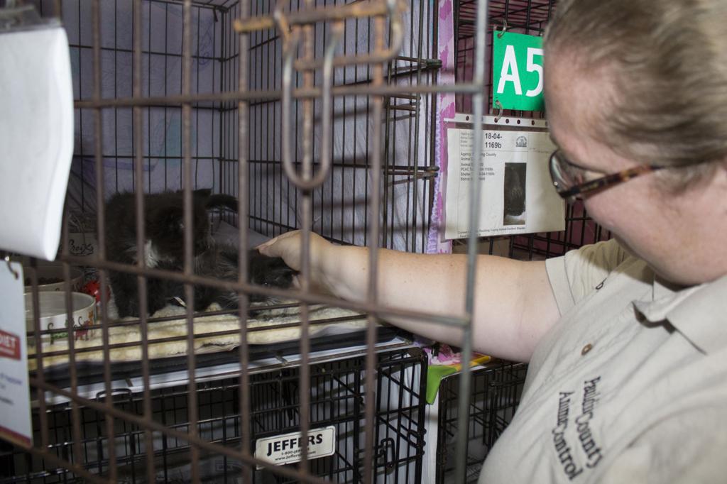 Pilot program seeks to more humanely control Paulding's stray ...