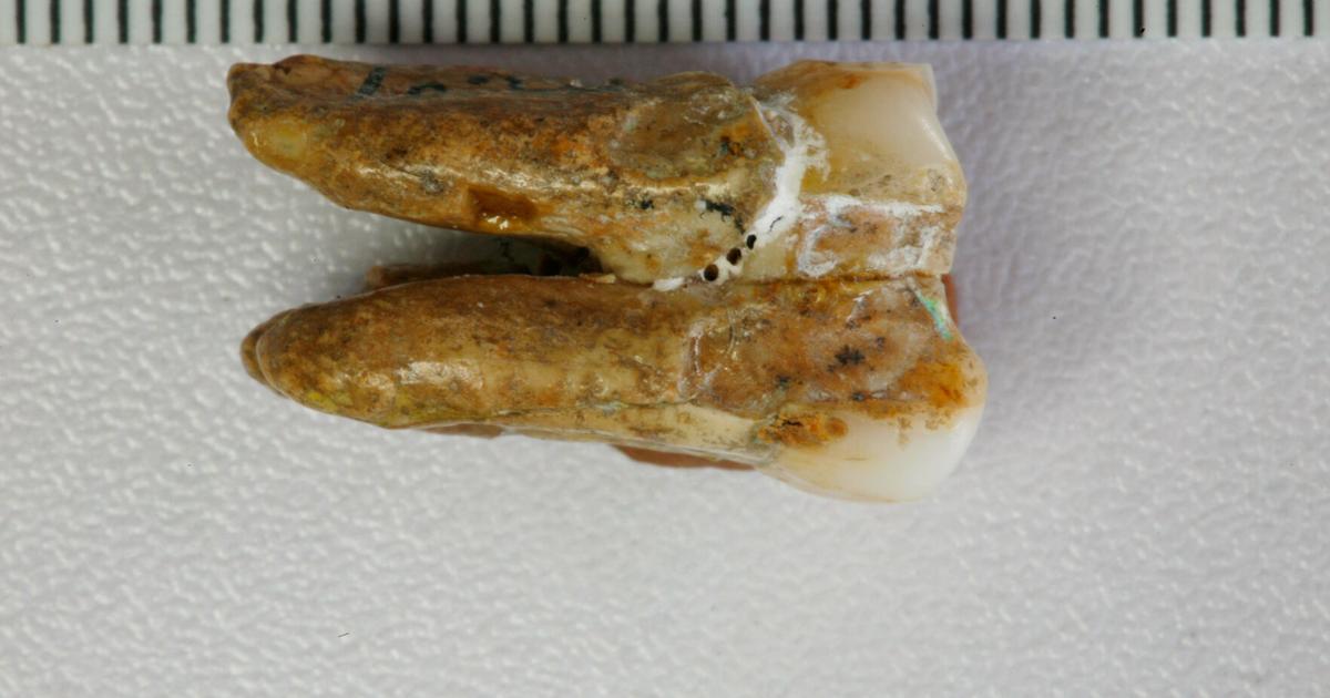 Ancient teeth hint at canoodling between early human relatives ...
