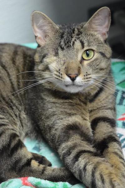North Fulton Pet Of The Week Chipmunk Community Mdjonline Com