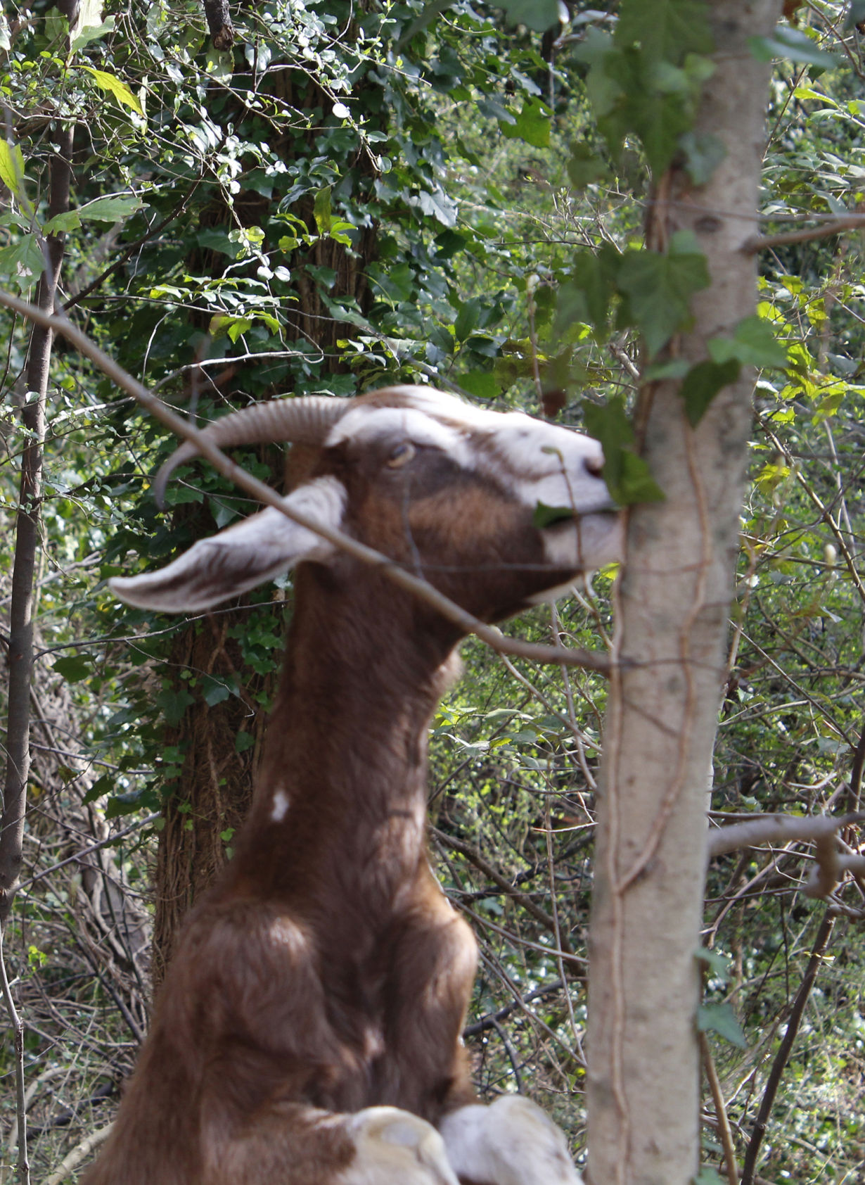 Goats To Invade Buckhead’s Atlanta Memorial Park | Buckhead / Sandy ...