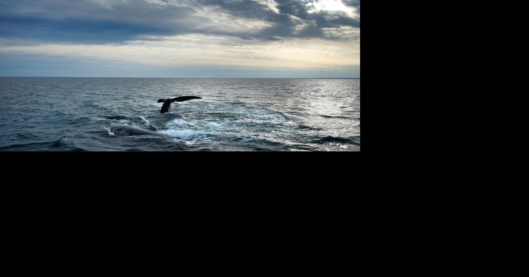 Endangered whale protections may be delayed to 2035 under Trump-backed plan