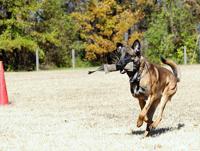 Woodstock Police Win Canine Unit Honors News Mdjonline Com