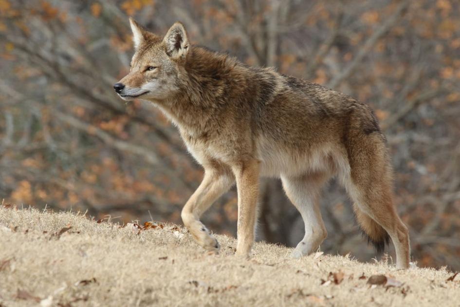 Hunting Contest Sparks Debate In Georgia News Mdjonline Com