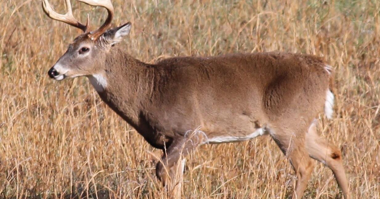 Beginning June 1, Apply for a Georgia Quota Hunt - Vimarsana News