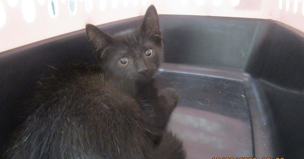 Meet : Pet of the Day