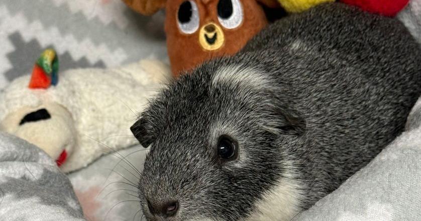 Meet Guinea Smalls: Pet of the Day