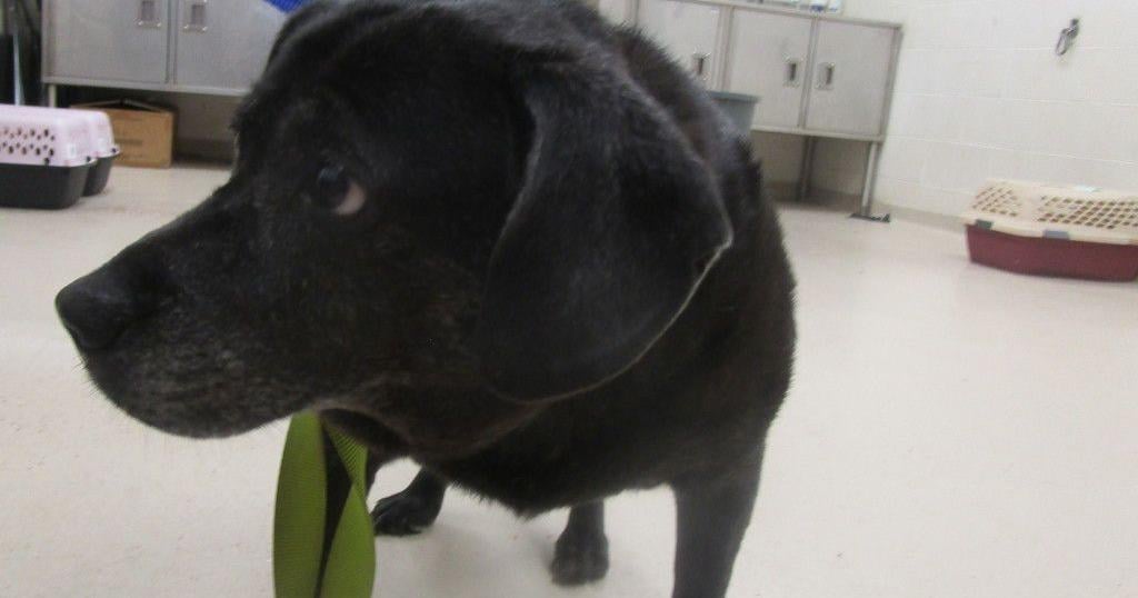 Meet Marley: Pet of the Day