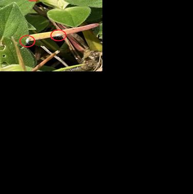 090326_MDJ_Bugs2.jpeg