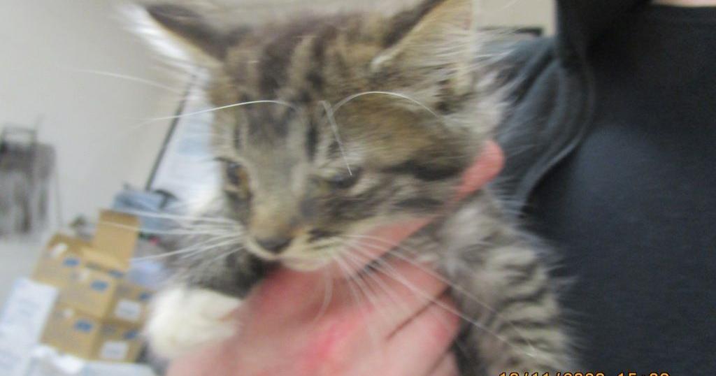 Meet : Pet of the Day