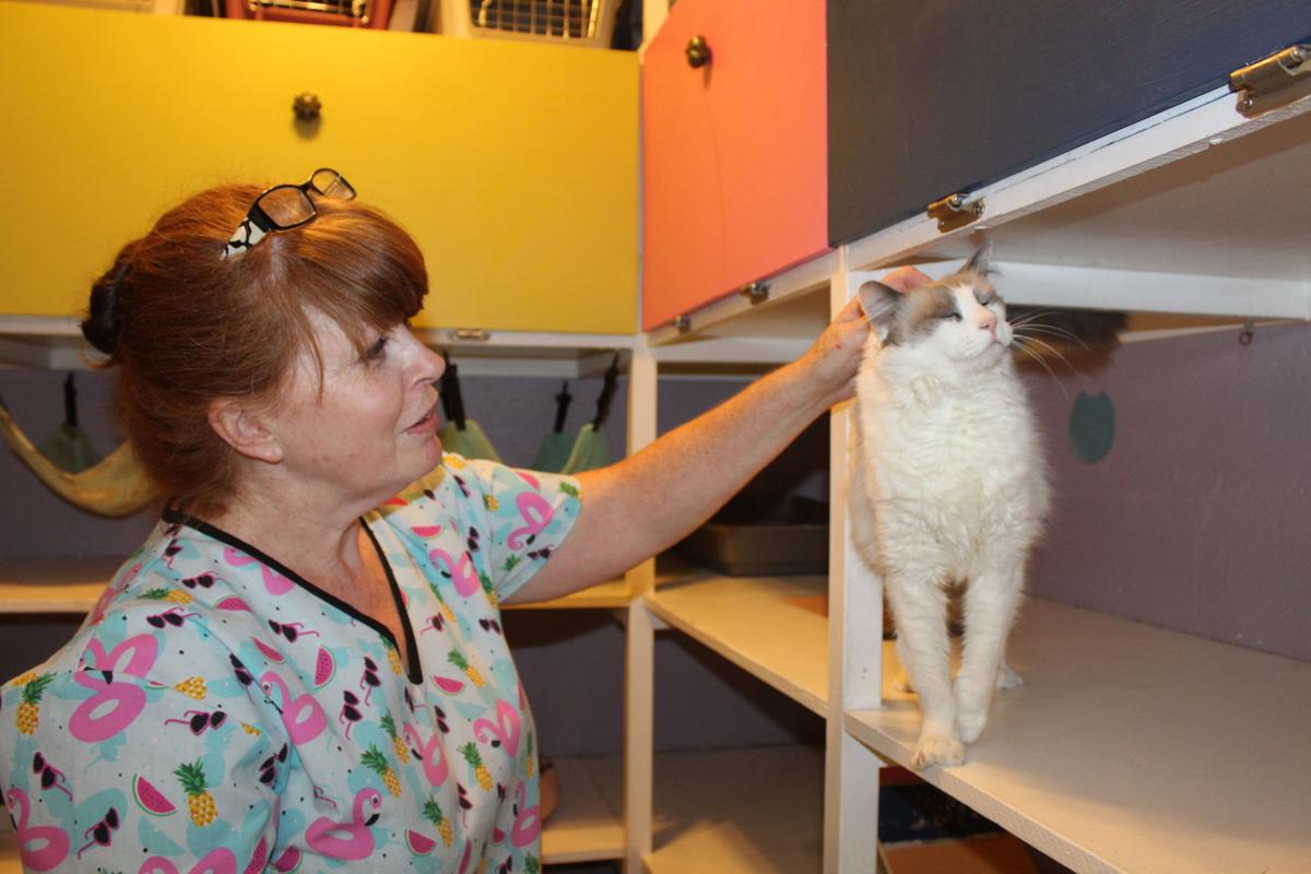Humane Society Of Cobb County To Build 1 Million Cat Shelter In