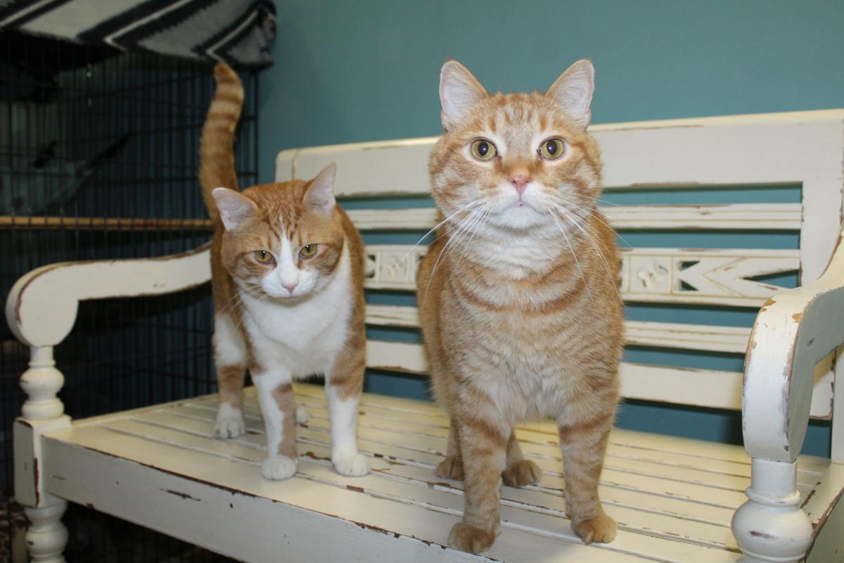 Humane Society Of Cobb County To Build 1 Million Cat Shelter In