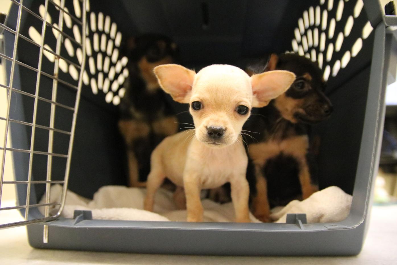 20 Chihuahuas Taken In By Atlanta Humane Society Community Mdjonline Com