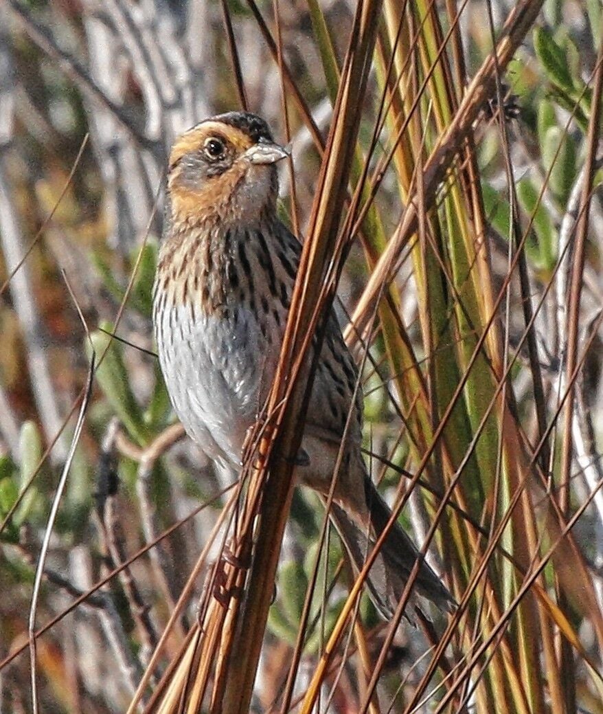 Georgia protected species list open for nominations | Lifestyle ...