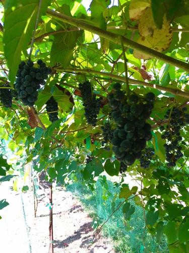Family working to produce wine, offer tastings at Paulding ...