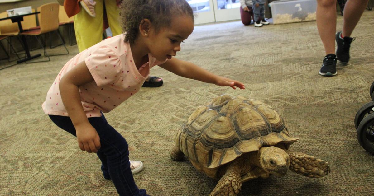 Powder Springs Library Tortoises Visit Powder Springs Library | Education | mdjonline.com