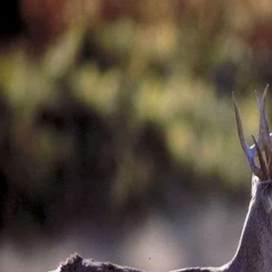 Northwest Georgia motorists warned they could see deer in headlights more  frequently | News | mdjonline.com