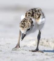 Give Beach-Nesting Birds Space: How and Why