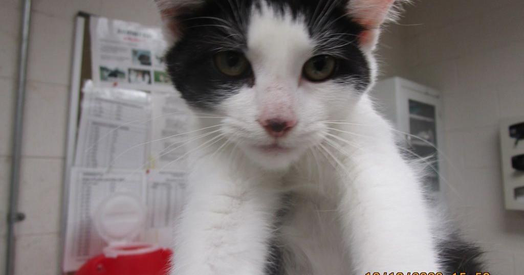 Meet : Pet of the Day