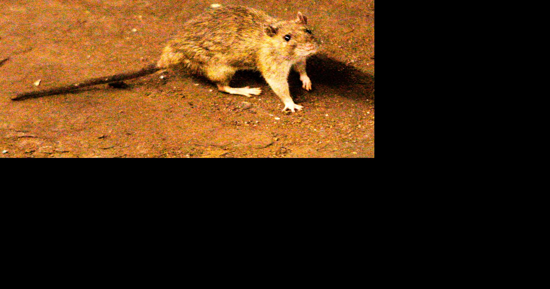 What to know about hantavirus, the illness linked to a cruise ship outbreak