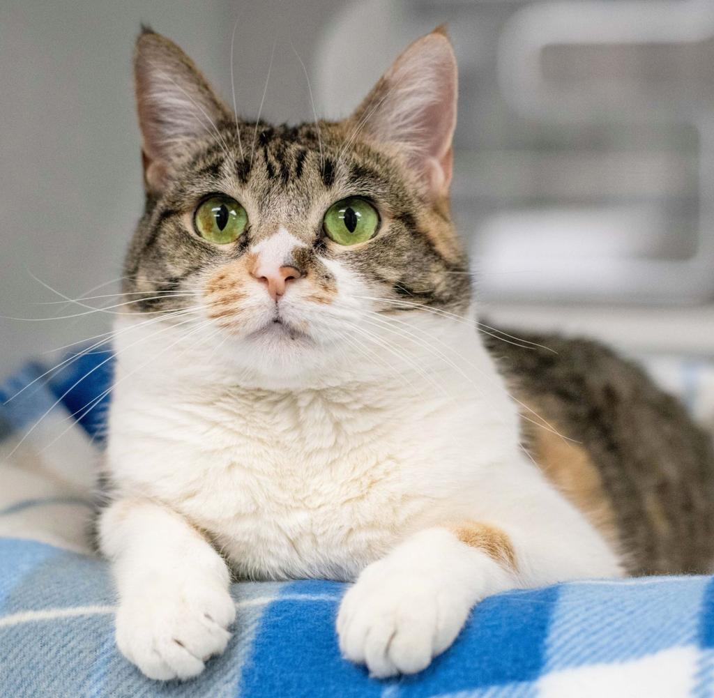 Pet Adoption Spotlight Sage Neighbornewsonline Com Suburban