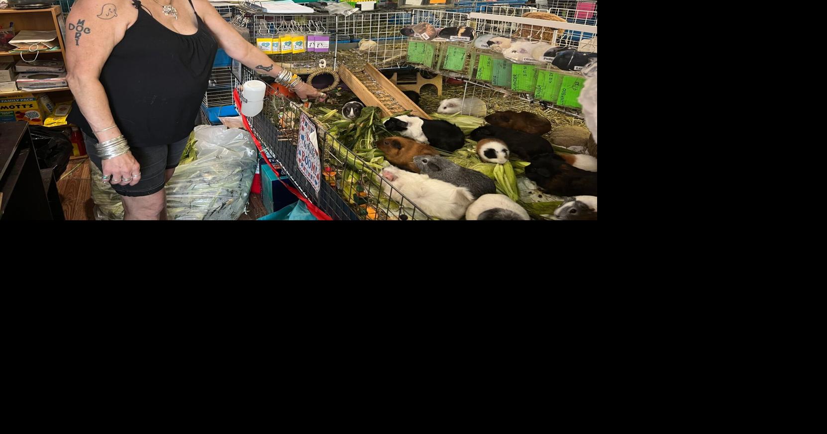 How this Massachusetts sanctuary takes in hundreds of guinea pigs from across the US | National News