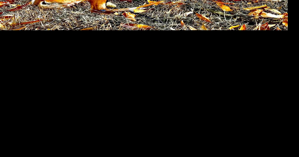 Sandy Springs Police Department remembers beloved K9 Igor Local News