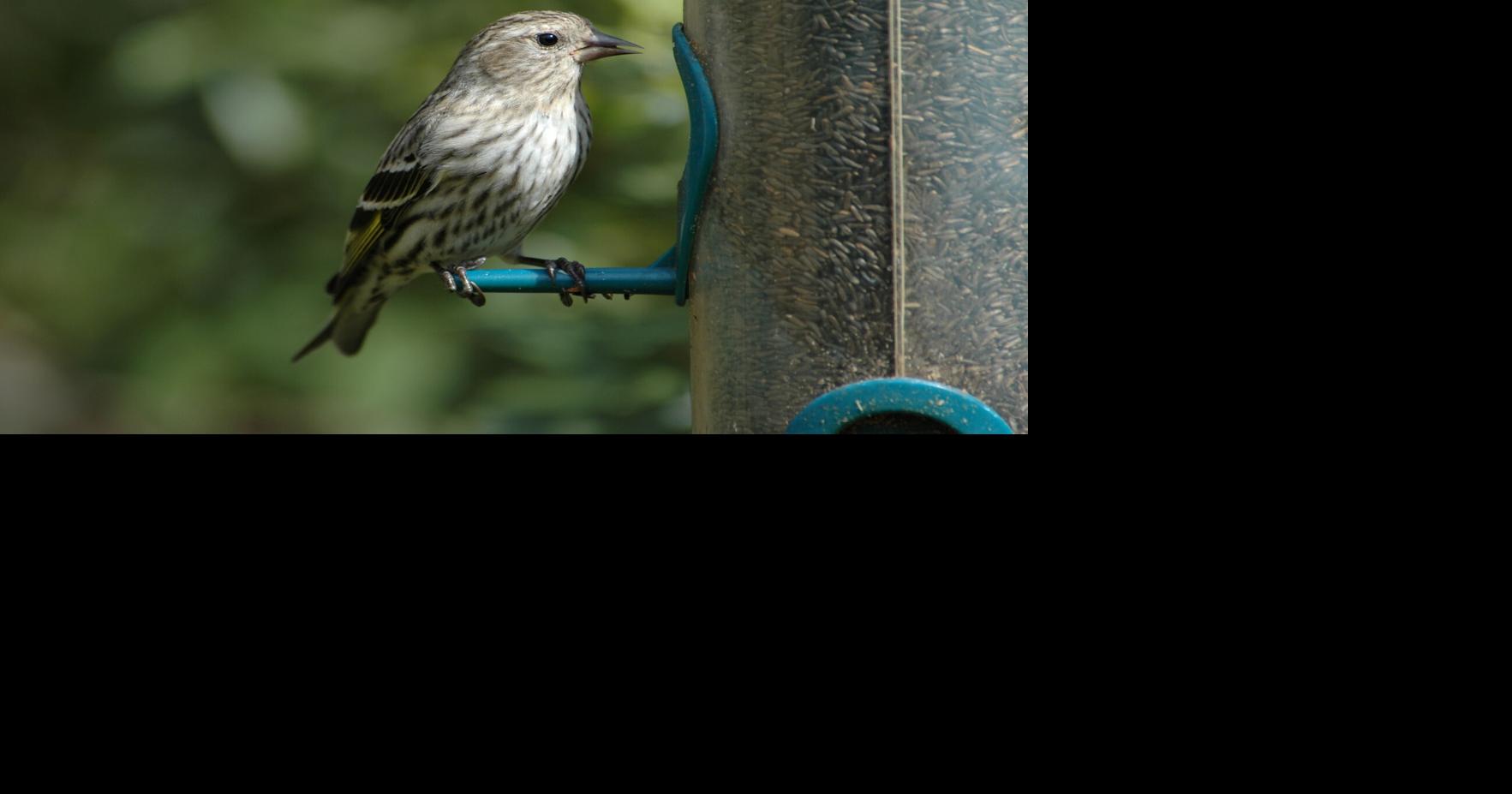 DNR Clean feeders save birds Lifestyle