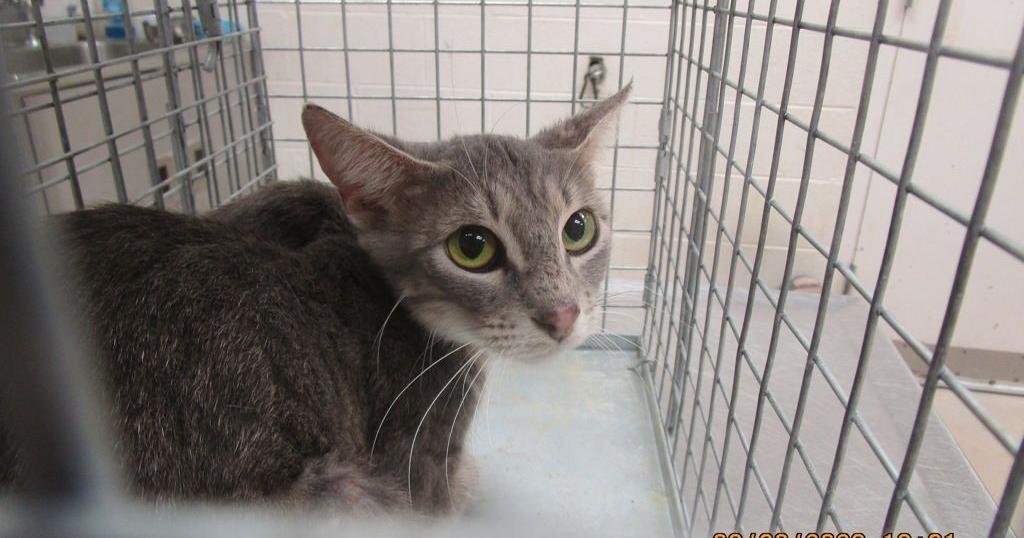 Meet : Pet of the Day