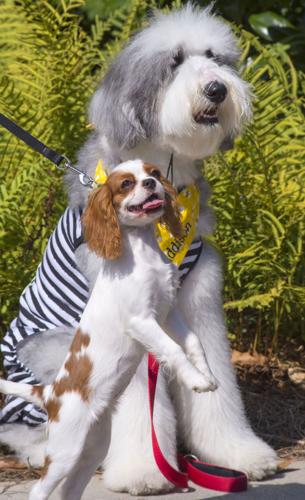 Sandy Springs Festival 4 dogs Queen Elizabark Sheepish Addie