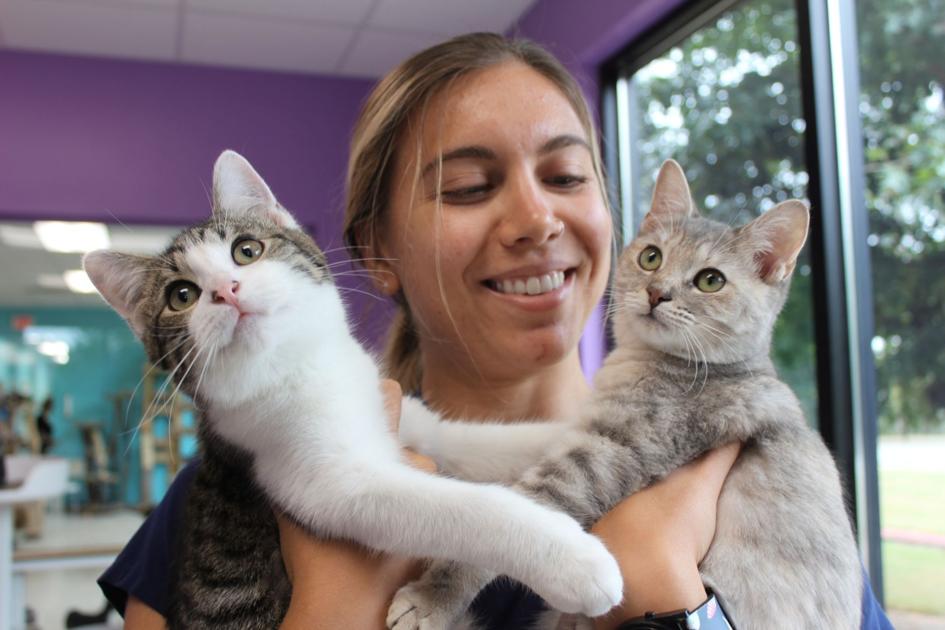 Purricane Dorian Cats And Kittens Available For Adoption In East